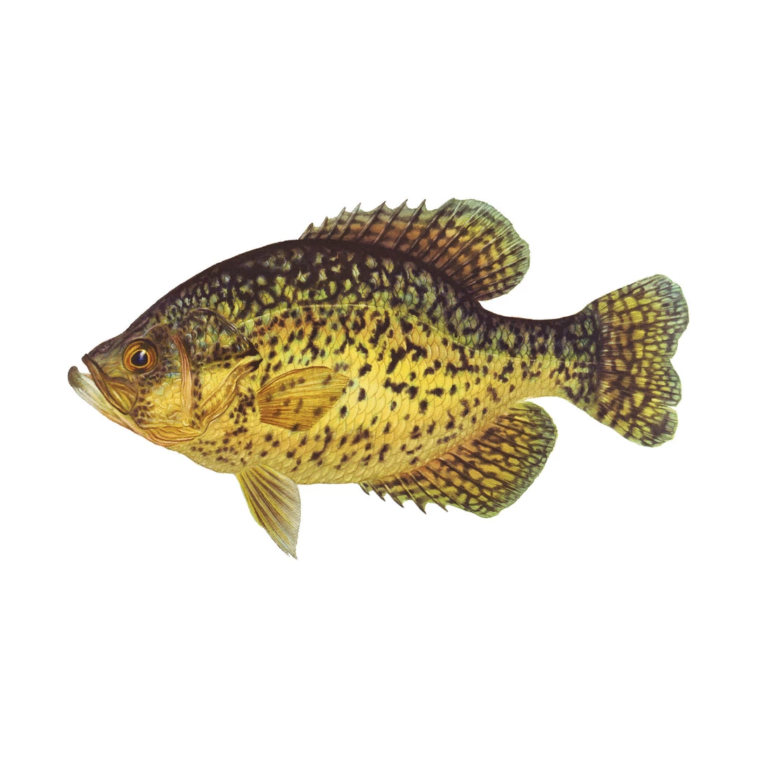 Mud Hole 4" Gamefish Boat & Truck Window Stickers 9 Mud Hole 4" Gamefish Boat & Truck Window Stickers