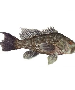 Mud Hole 4" Gamefish Boat & Truck Window Stickers 70 Mud Hole 4