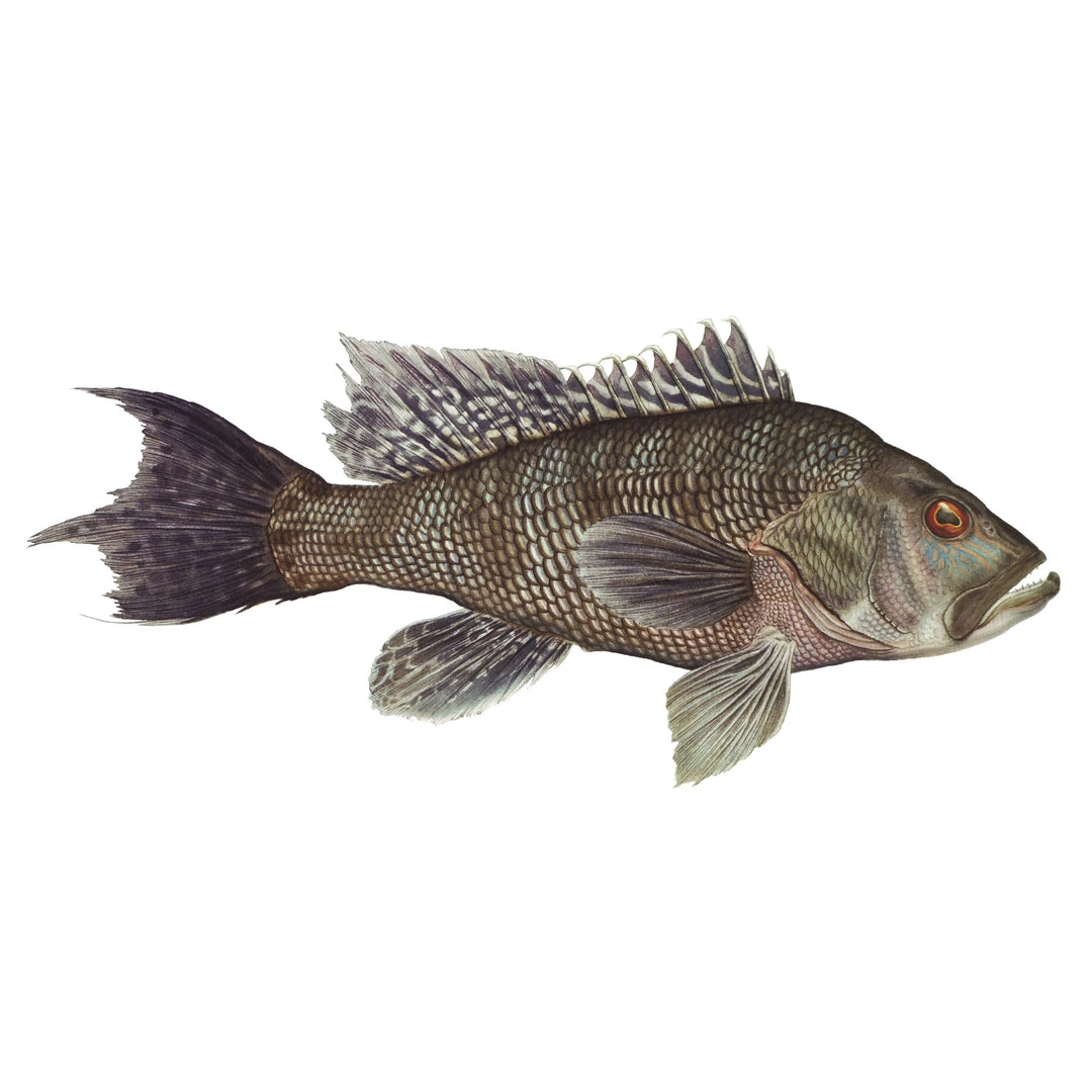 Mud Hole 4" Gamefish Boat & Truck Window Stickers 11 Mud Hole 4" Gamefish Boat & Truck Window Stickers