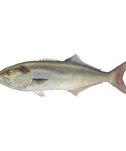 Mud Hole 4" Gamefish Boat & Truck Window Stickers 73 Mud Hole 4