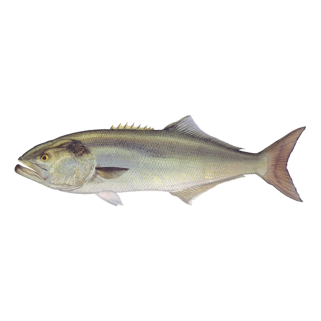 Mud Hole 4" Gamefish Boat & Truck Window Stickers 14 Mud Hole 4" Gamefish Boat & Truck Window Stickers