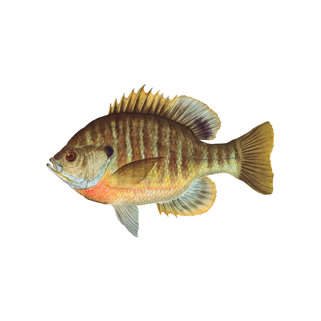 Mud Hole 4" Gamefish Boat & Truck Window Stickers 15 Mud Hole 4" Gamefish Boat & Truck Window Stickers