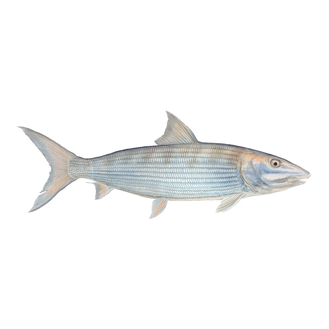 Mud Hole 4" Gamefish Boat & Truck Window Stickers 16 Mud Hole 4" Gamefish Boat & Truck Window Stickers