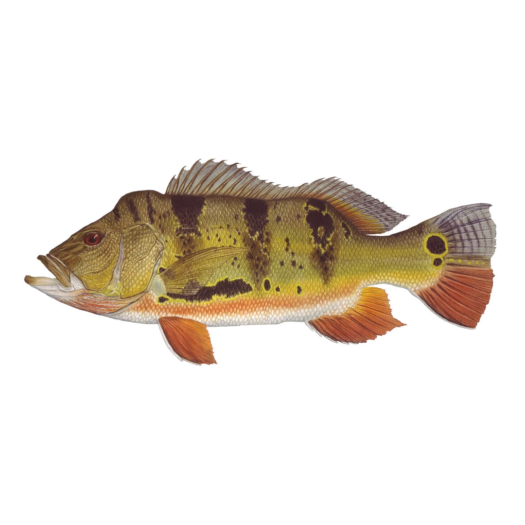 Mud Hole 4" Gamefish Boat & Truck Window Stickers 20 Mud Hole 4" Gamefish Boat & Truck Window Stickers