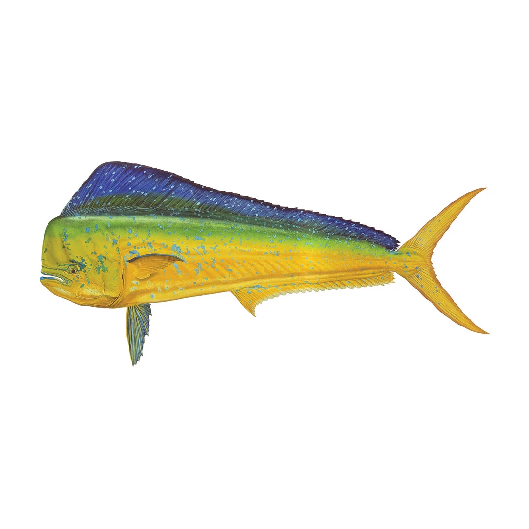 Mud Hole 4" Gamefish Boat & Truck Window Stickers 30 Mud Hole 4" Gamefish Boat & Truck Window Stickers