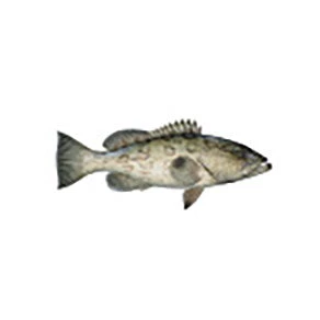CRB Gamefish Rod Decals 56 CRB Gamefish Rod Decals