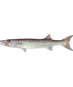 Mud Hole 4" Gamefish Boat & Truck Window Stickers 92 Mud Hole 4