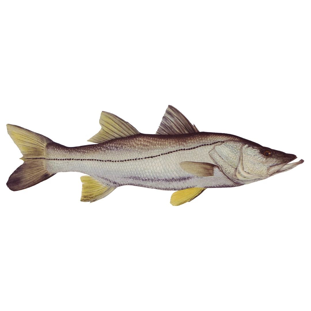 Mud Hole 4" Gamefish Boat & Truck Window Stickers 49 Mud Hole 4" Gamefish Boat & Truck Window Stickers