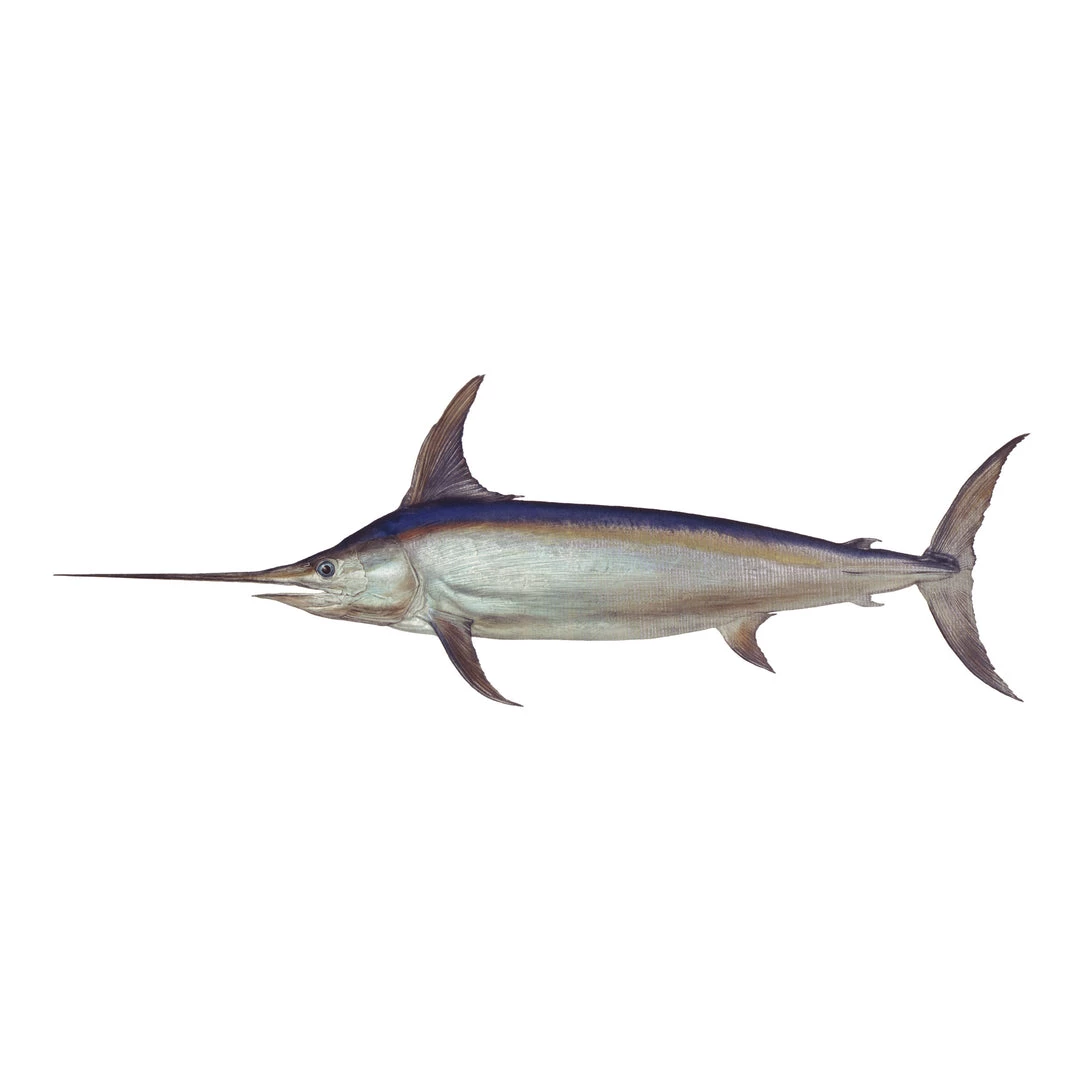 Mud Hole 4" Gamefish Boat & Truck Window Stickers 55 Mud Hole 4" Gamefish Boat & Truck Window Stickers