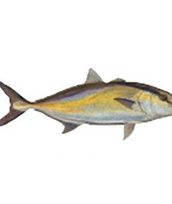 CRB Gamefish Rod Decals 62 CRB Gamefish Rod Decals