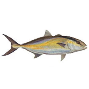 CRB Gamefish Rod Decals 6 CRB Gamefish Rod Decals