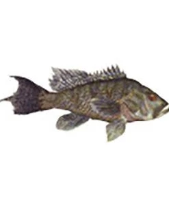 CRB Gamefish Rod Decals 106 CRB Gamefish Rod Decals