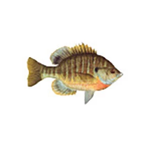 CRB Gamefish Rod Decals 33 CRB Gamefish Rod Decals