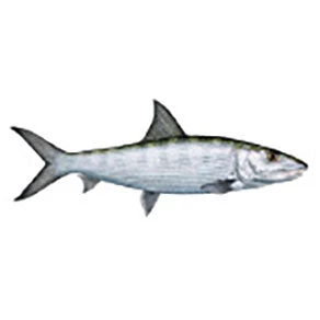 CRB Gamefish Rod Decals 12 CRB Gamefish Rod Decals