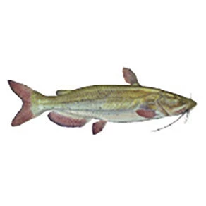 CRB Gamefish Rod Decals 16 CRB Gamefish Rod Decals