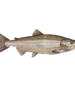 CRB Gamefish Rod Decals 73 CRB Gamefish Rod Decals