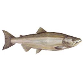 CRB Gamefish Rod Decals 17 CRB Gamefish Rod Decals