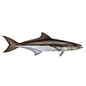 CRB Gamefish Rod Decals 46 CRB Gamefish Rod Decals