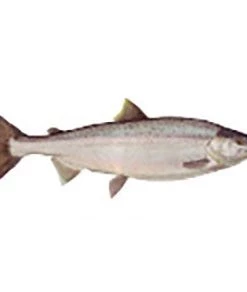 CRB Gamefish Rod Decals 74 CRB Gamefish Rod Decals