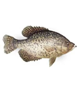 CRB Gamefish Rod Decals 64 CRB Gamefish Rod Decals