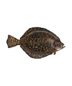 CRB Gamefish Rod Decals 76 CRB Gamefish Rod Decals