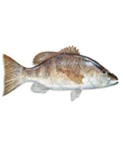 CRB Gamefish Rod Decals 103 CRB Gamefish Rod Decals