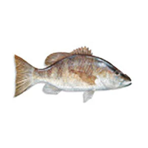 CRB Gamefish Rod Decals 47 CRB Gamefish Rod Decals