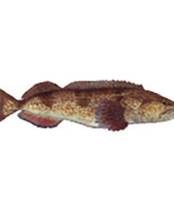 CRB Gamefish Rod Decals 113 CRB Gamefish Rod Decals