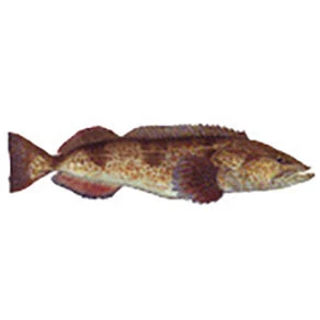 CRB Gamefish Rod Decals 57 CRB Gamefish Rod Decals