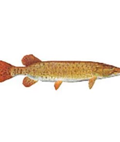 CRB Gamefish Rod Decals 79 CRB Gamefish Rod Decals