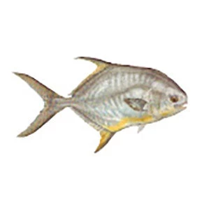 CRB Gamefish Rod Decals 27 CRB Gamefish Rod Decals