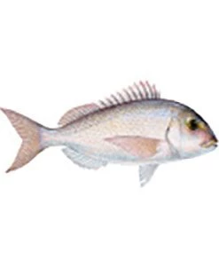 CRB Gamefish Rod Decals 105 CRB Gamefish Rod Decals