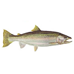 CRB Gamefish Rod Decals 38 CRB Gamefish Rod Decals