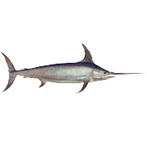 CRB Gamefish Rod Decals 40 CRB Gamefish Rod Decals