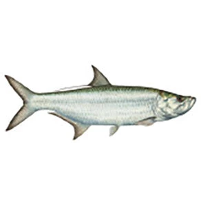 CRB Gamefish Rod Decals 41 CRB Gamefish Rod Decals