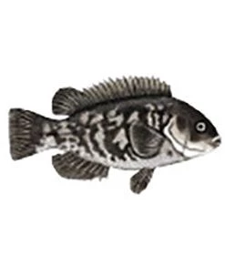 CRB Gamefish Rod Decals 101 CRB Gamefish Rod Decals