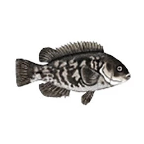 CRB Gamefish Rod Decals 45 CRB Gamefish Rod Decals